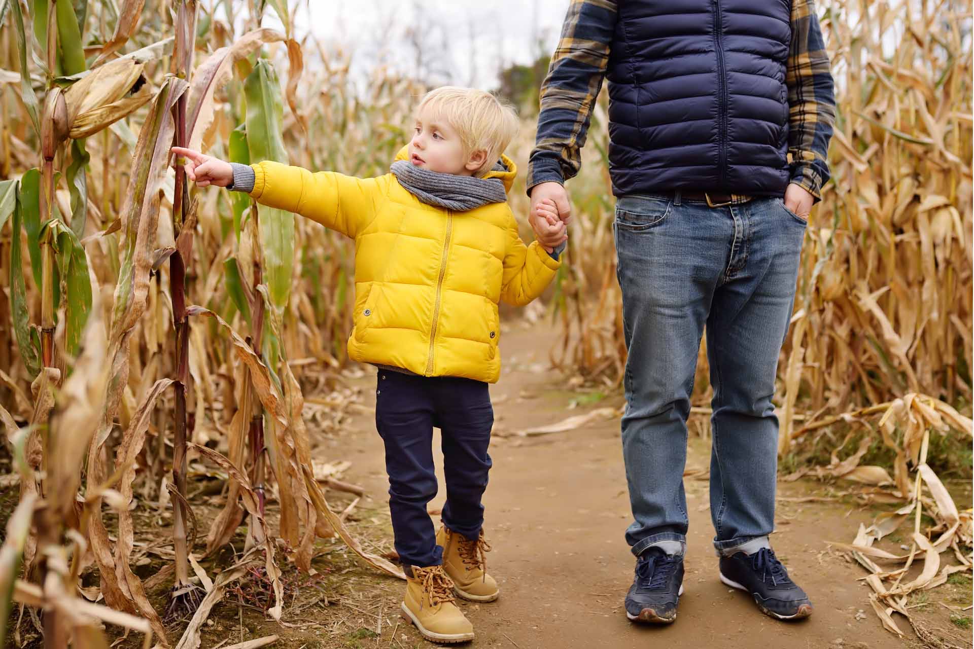 Child and parent enjoy a corn maze in Kuna Idaho