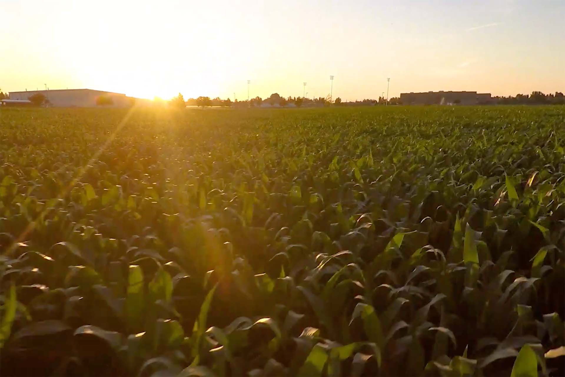 Sun shines on field of corn in Kuna Idaho